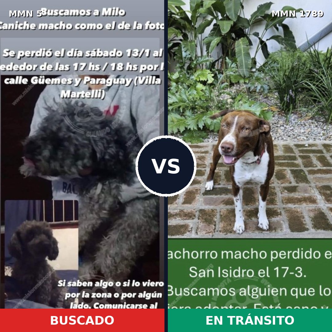 Comparativa MMS 39531: mascota perdida y mascota encontrada, 30% de similitud