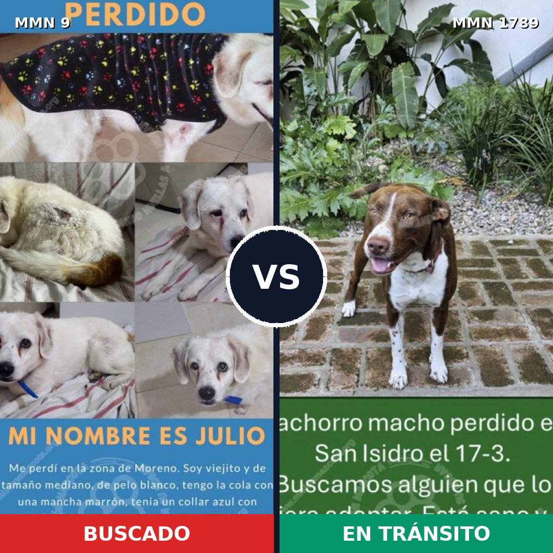 Comparativa MMS 39532: mascota perdida y mascota encontrada, 45% de similitud