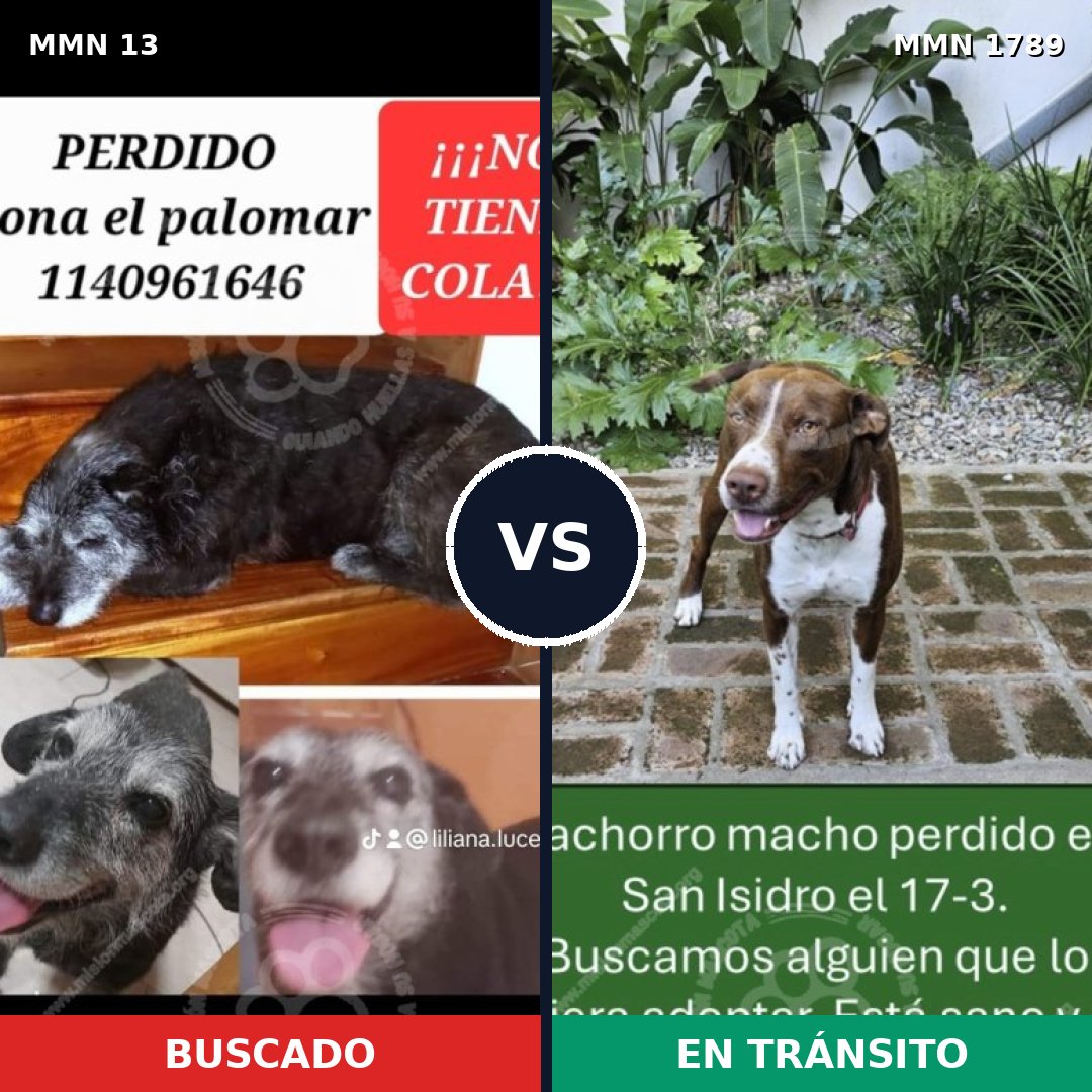 Comparativa MMS 39534: mascota perdida y mascota encontrada, 39% de similitud
