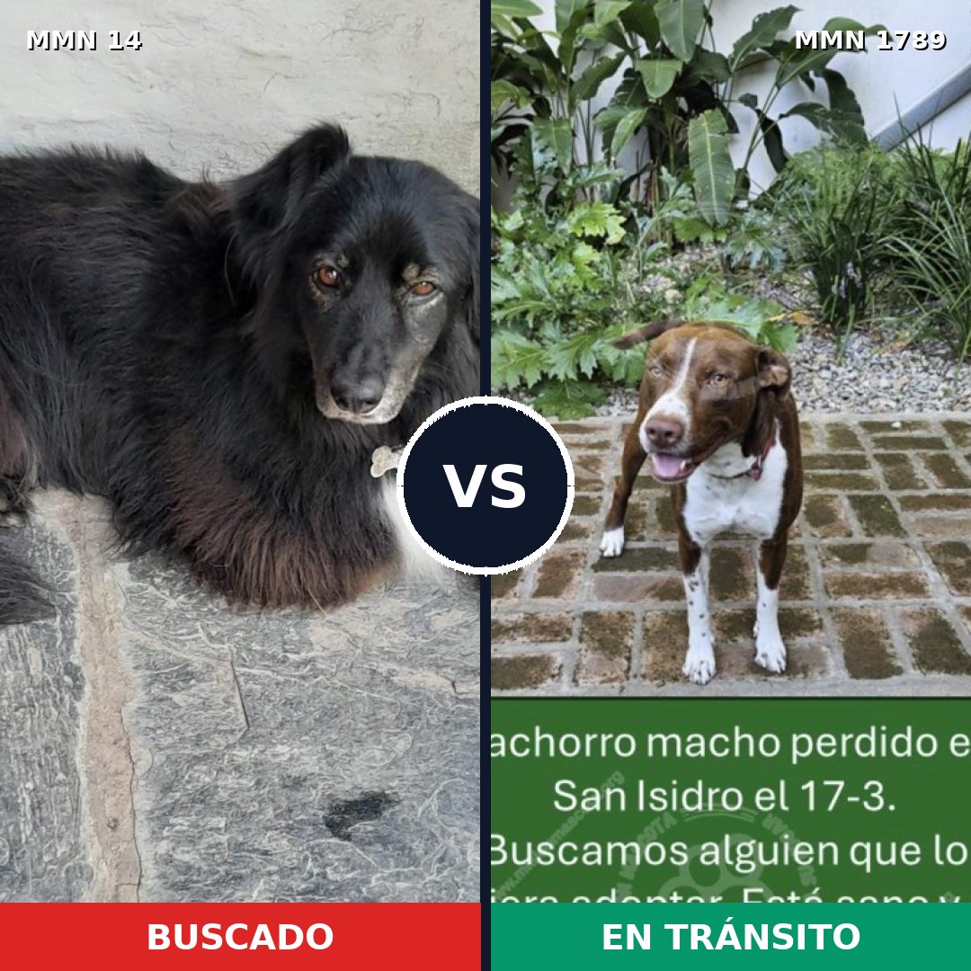 Comparativa MMS 39535: mascota perdida y mascota encontrada, 40% de similitud