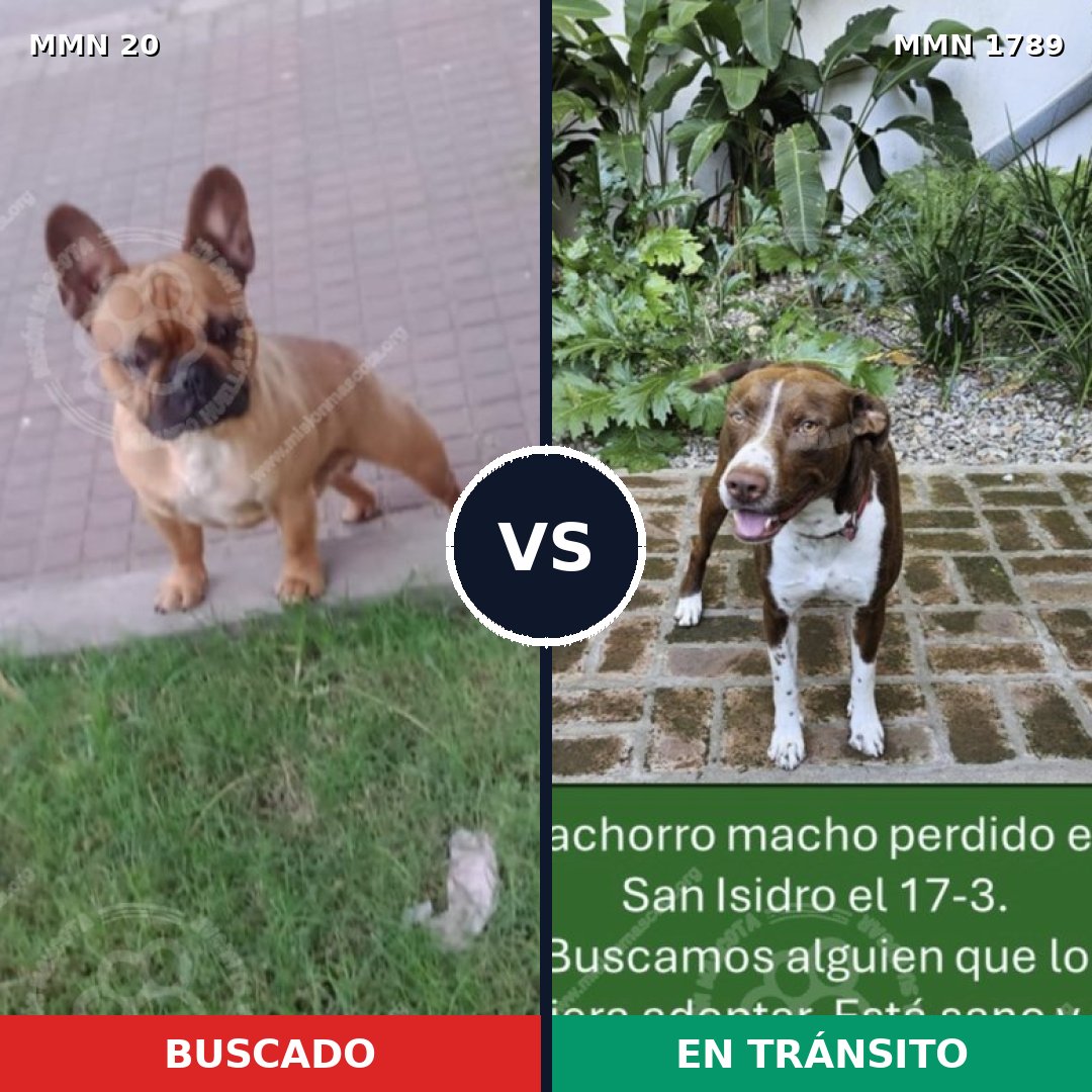 Comparativa MMS 39536: mascota perdida y mascota encontrada, 34% de similitud