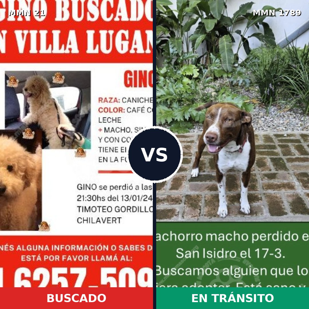 Comparativa MMS 39537: mascota perdida y mascota encontrada, 30% de similitud