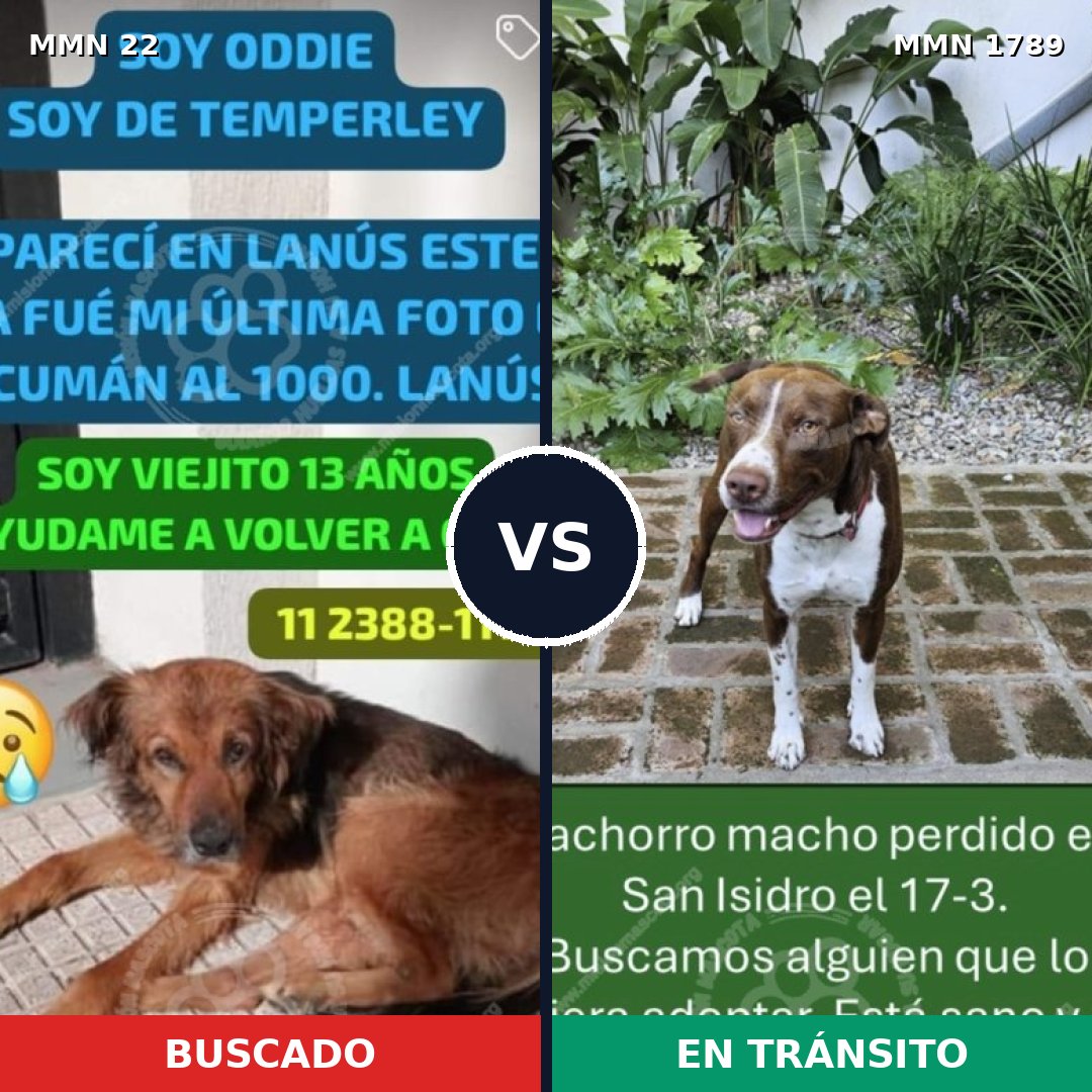 Comparativa MMS 39538: mascota perdida y mascota encontrada, 38% de similitud