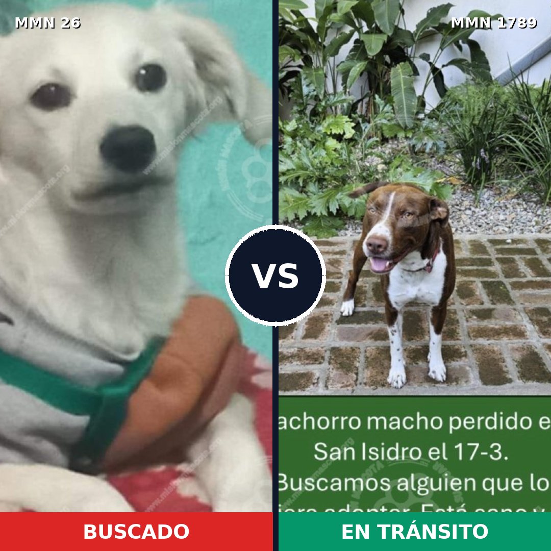 Comparativa MMS 39539: mascota perdida y mascota encontrada, 39% de similitud