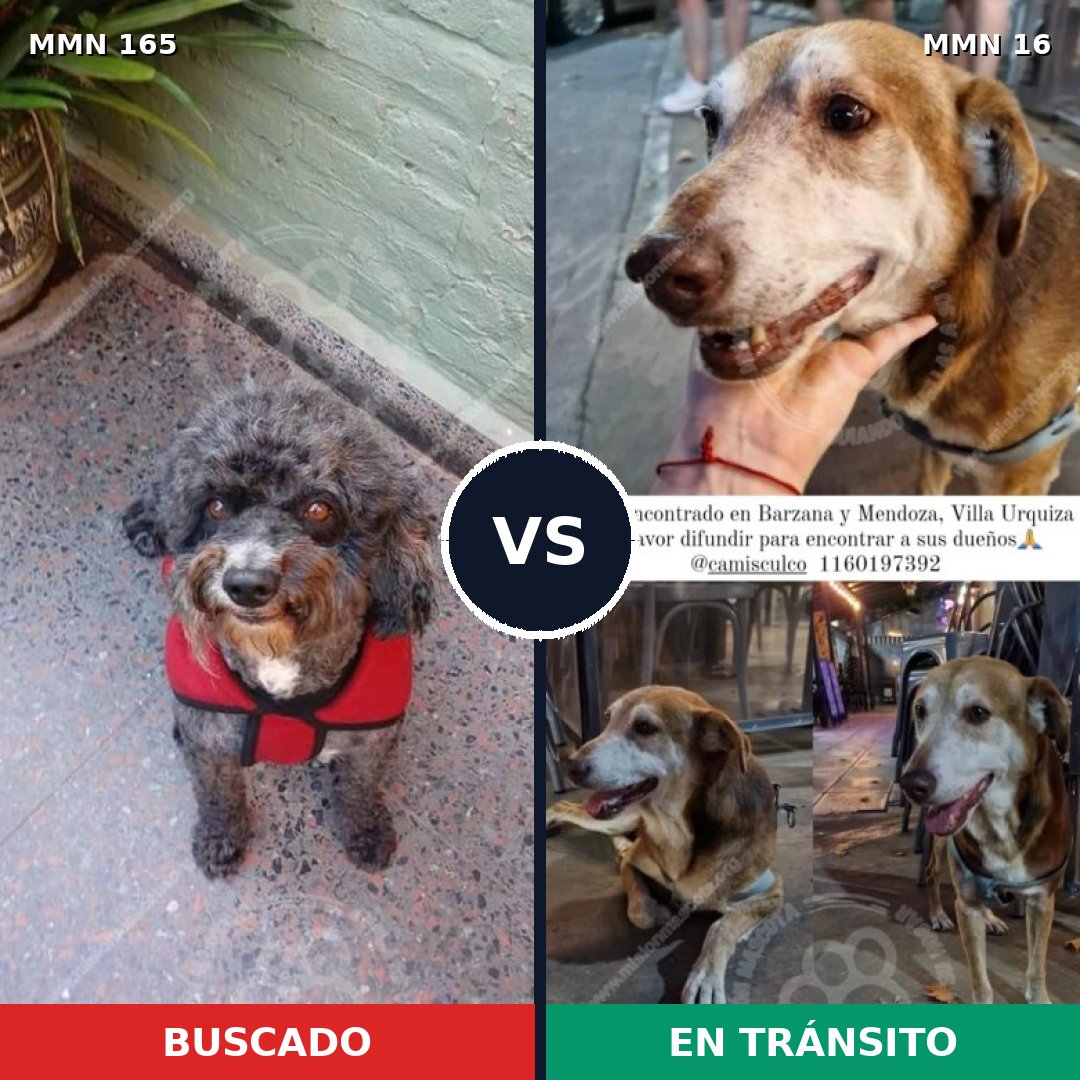 Comparativa MMS 3954: mascota perdida y mascota encontrada, 51% de similitud