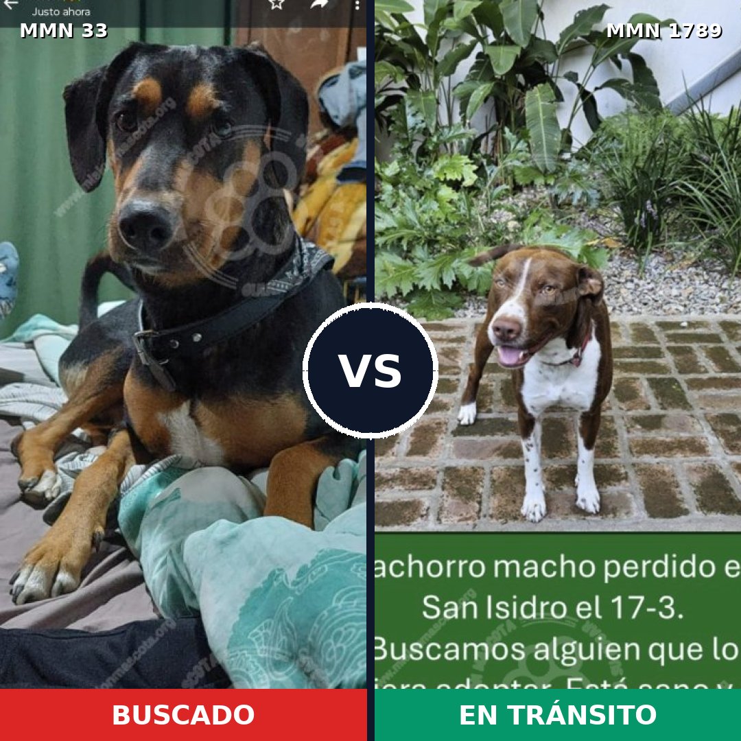 Comparativa MMS 39540: mascota perdida y mascota encontrada, 30% de similitud