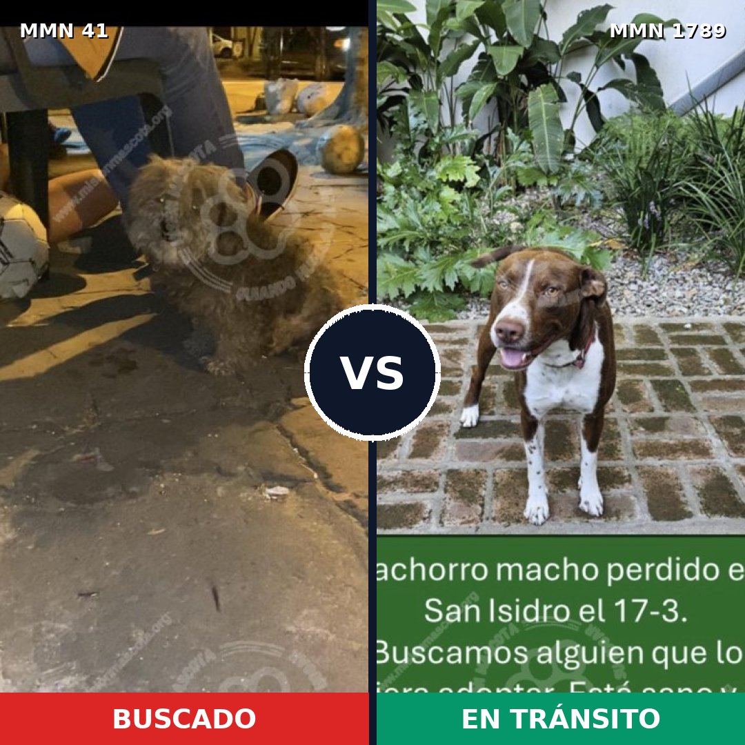 Comparativa MMS 39541: mascota perdida y mascota encontrada, 29% de similitud