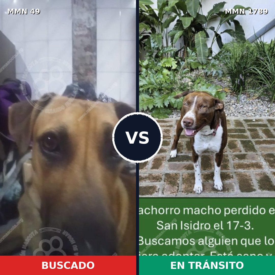 Comparativa MMS 39542: mascota perdida y mascota encontrada, 27% de similitud