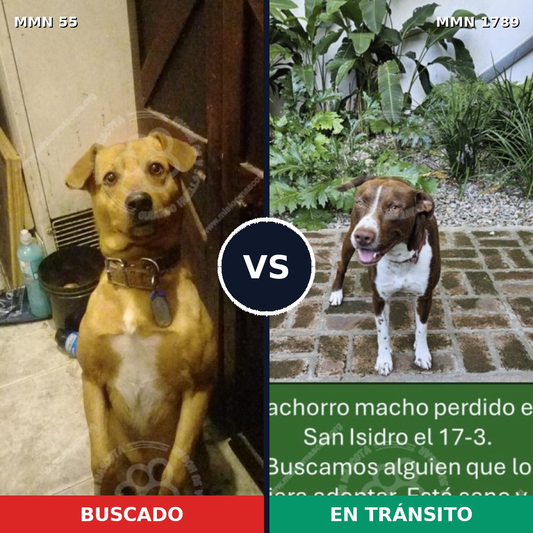 Comparativa MMS 39543: mascota perdida y mascota encontrada, 45% de similitud
