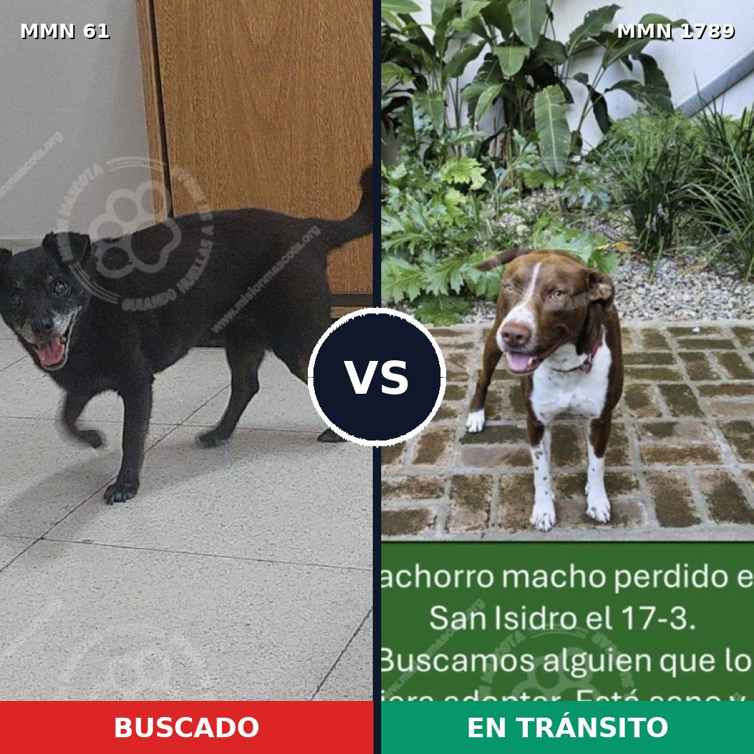 Comparativa MMS 39544: mascota perdida y mascota encontrada, 35% de similitud