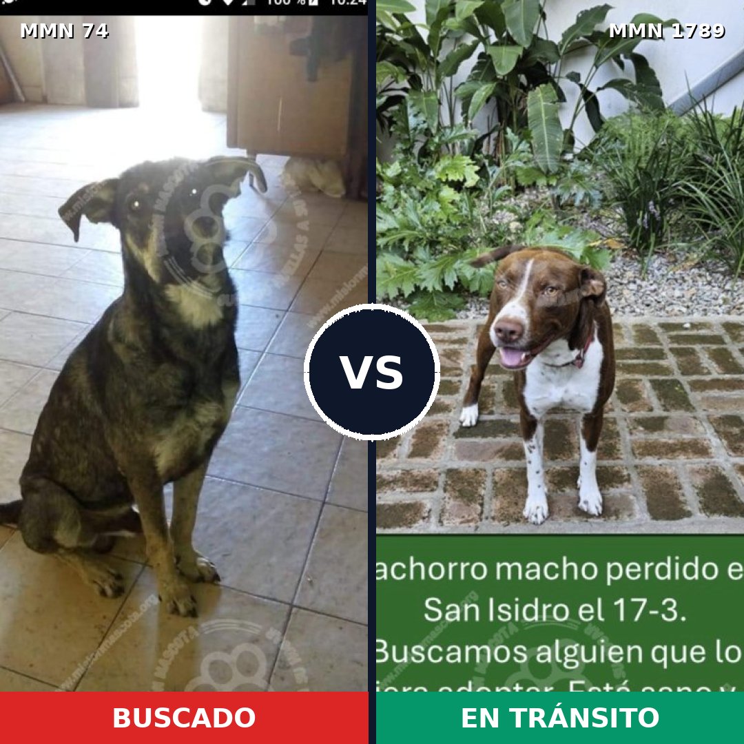 Comparativa MMS 39545: mascota perdida y mascota encontrada, 26% de similitud