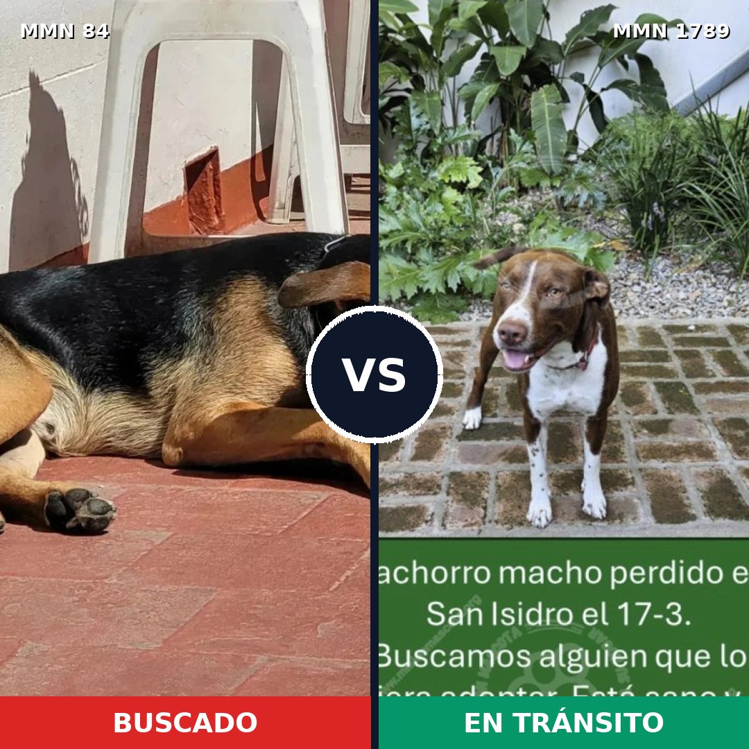 Comparativa MMS 39546: mascota perdida y mascota encontrada, 31% de similitud