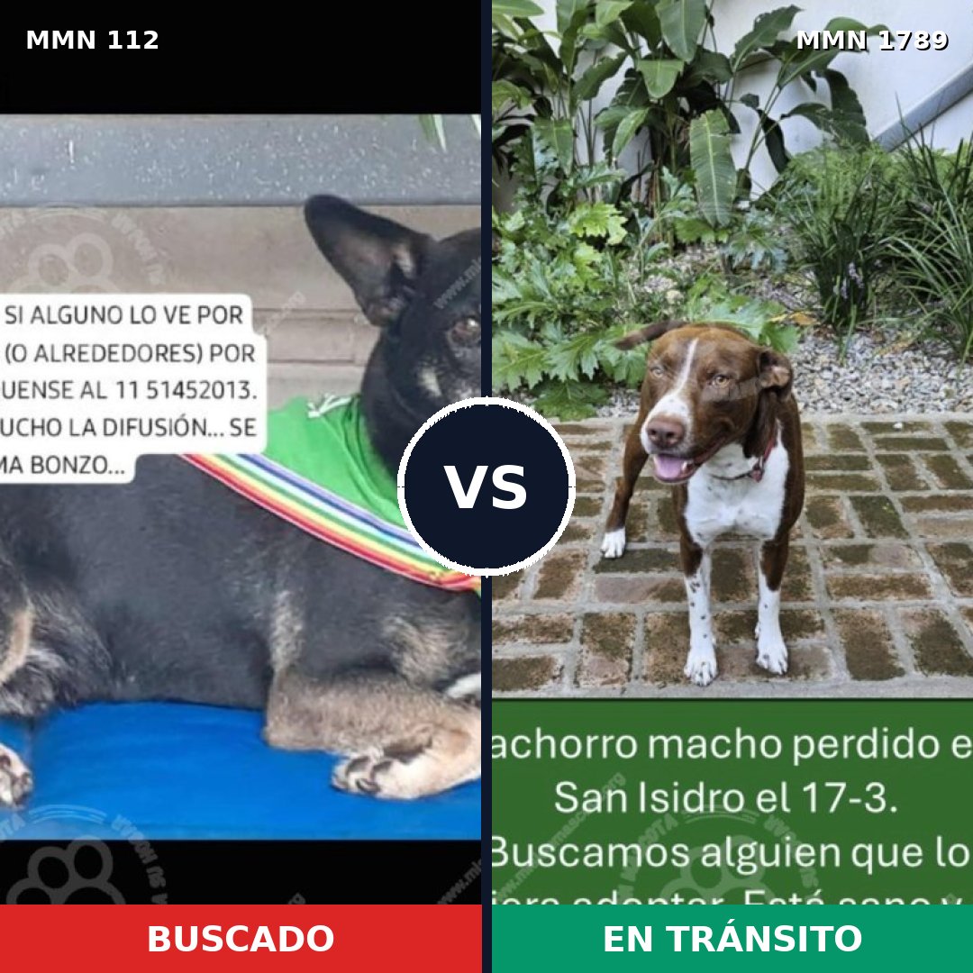 Comparativa MMS 39547: mascota perdida y mascota encontrada, 40% de similitud