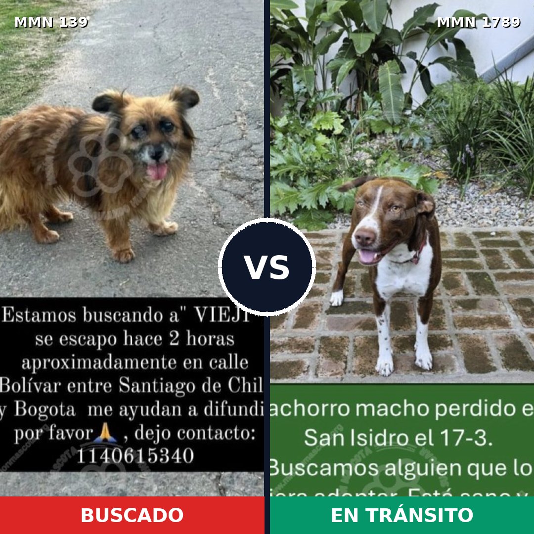 Comparativa MMS 39548: mascota perdida y mascota encontrada, 35% de similitud
