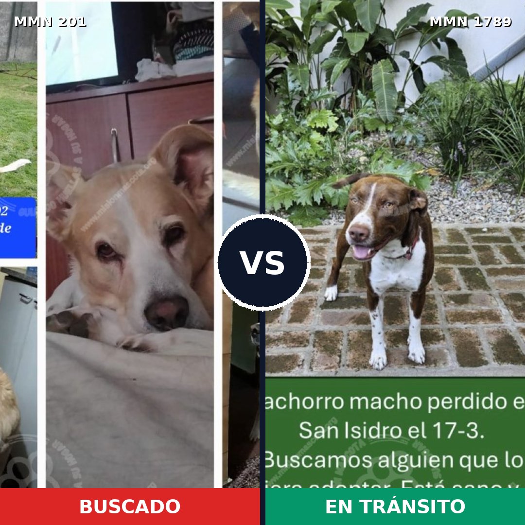 Comparativa MMS 39549: mascota perdida y mascota encontrada, 35% de similitud
