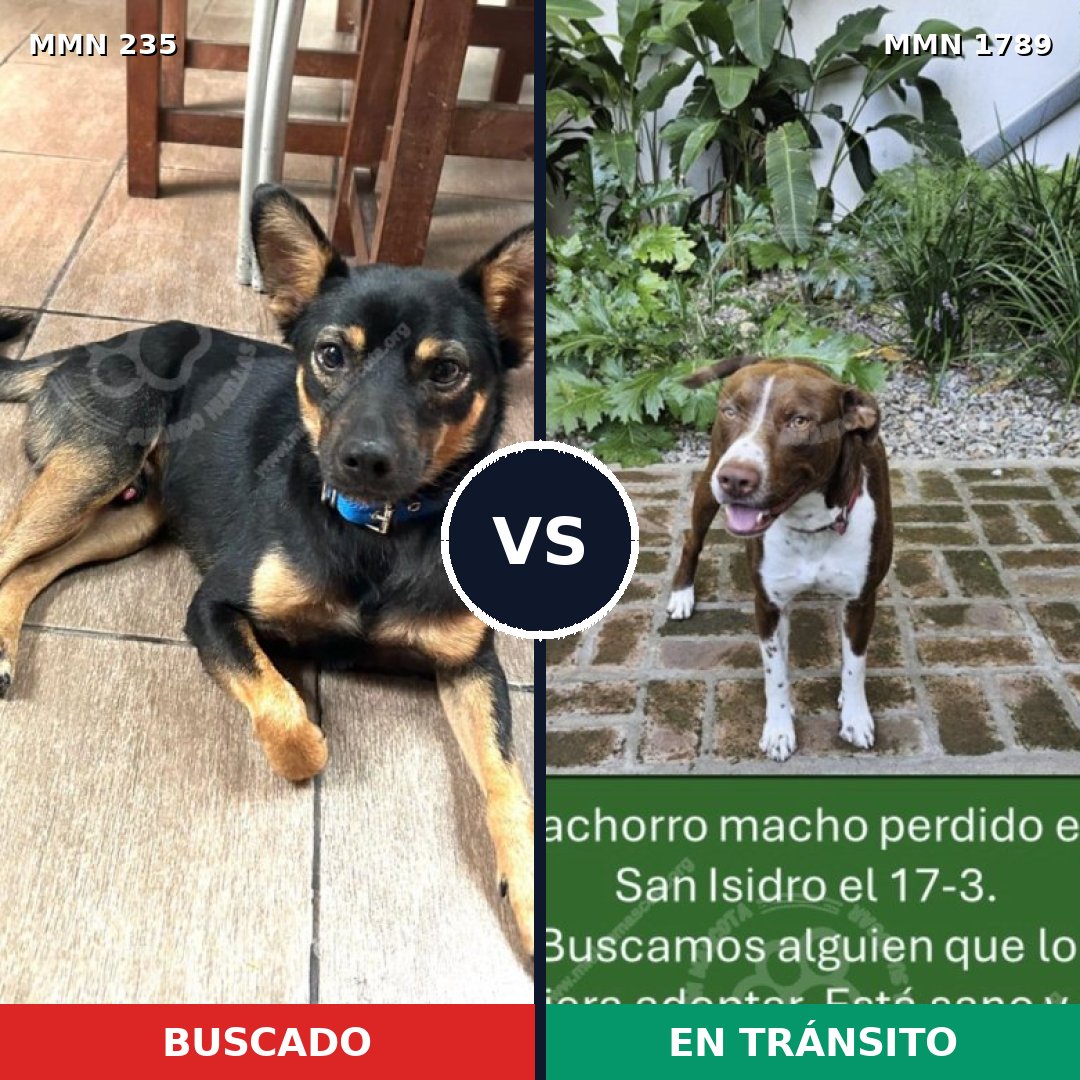 Comparativa MMS 39550: mascota perdida y mascota encontrada, 27% de similitud