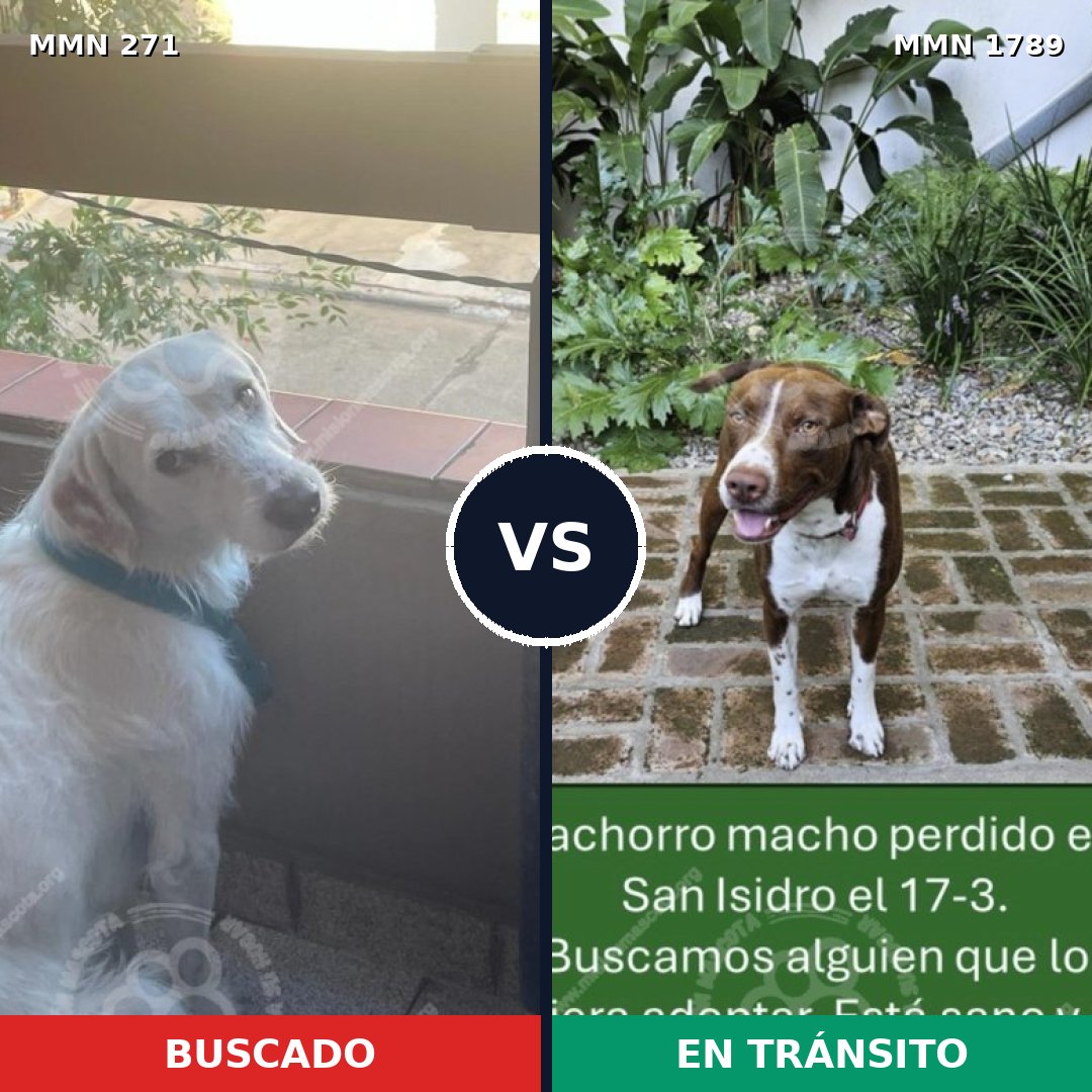 Comparativa MMS 39551: mascota perdida y mascota encontrada, 41% de similitud
