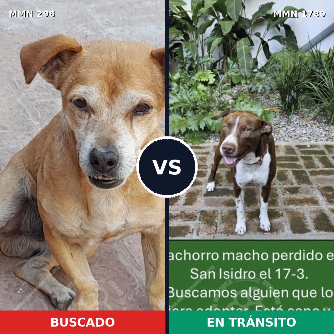 Comparativa MMS 39552: mascota perdida y mascota encontrada, 43% de similitud