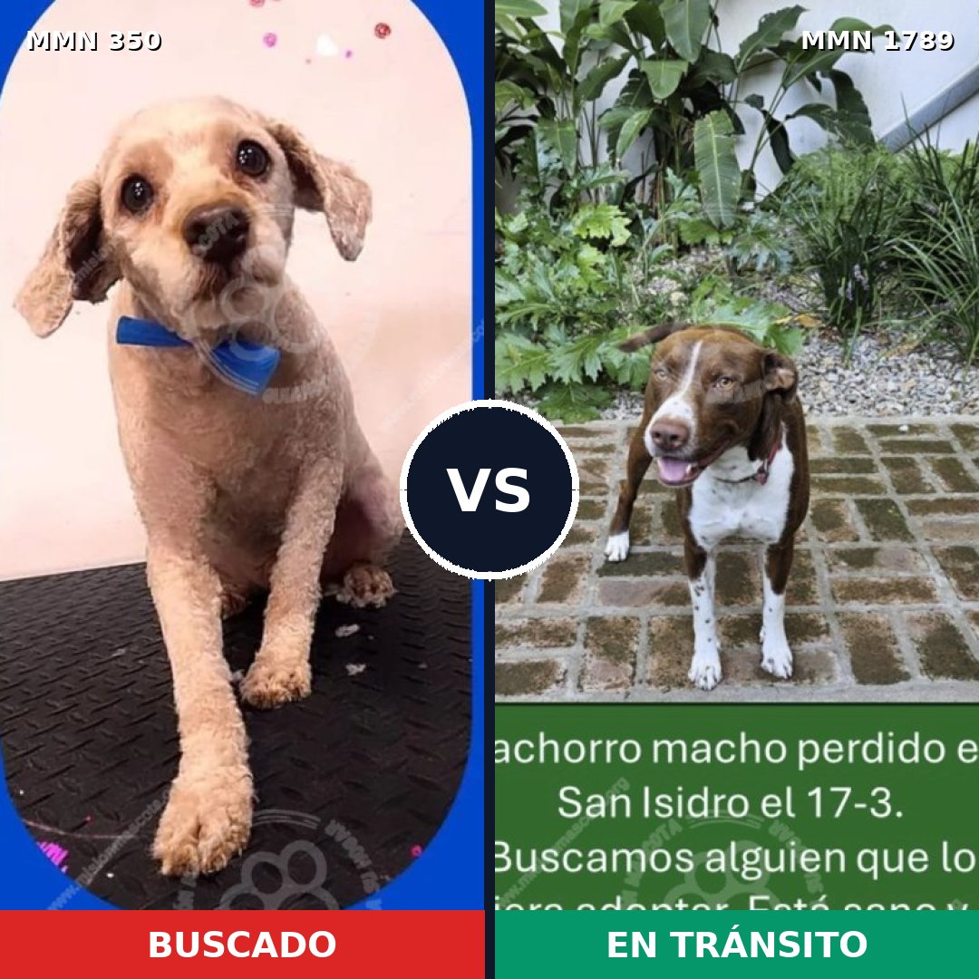Comparativa MMS 39553: mascota perdida y mascota encontrada, 42% de similitud