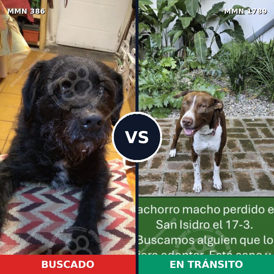 Comparativa MMS 39554: mascota perdida y mascota encontrada, 46% de similitud