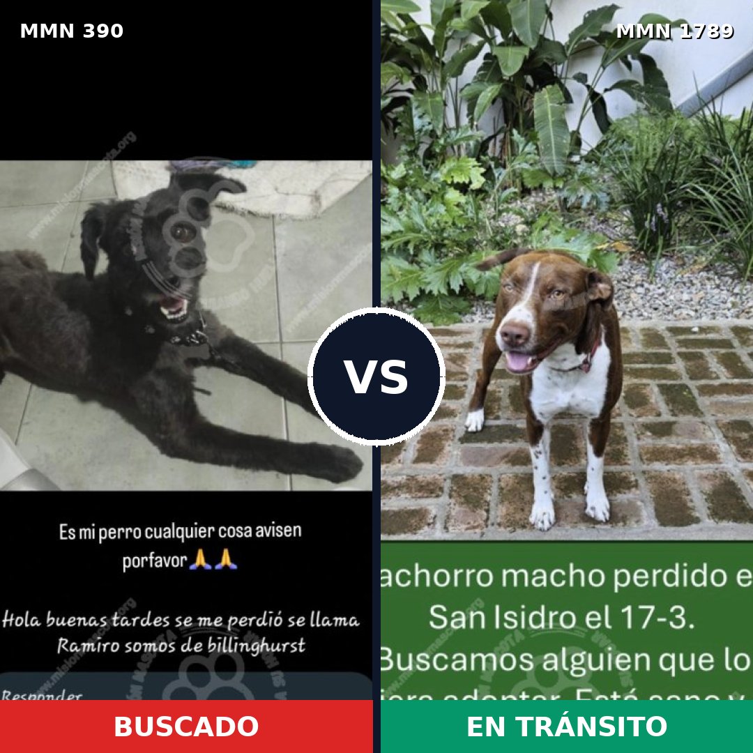 Comparativa MMS 39555: mascota perdida y mascota encontrada, 46% de similitud