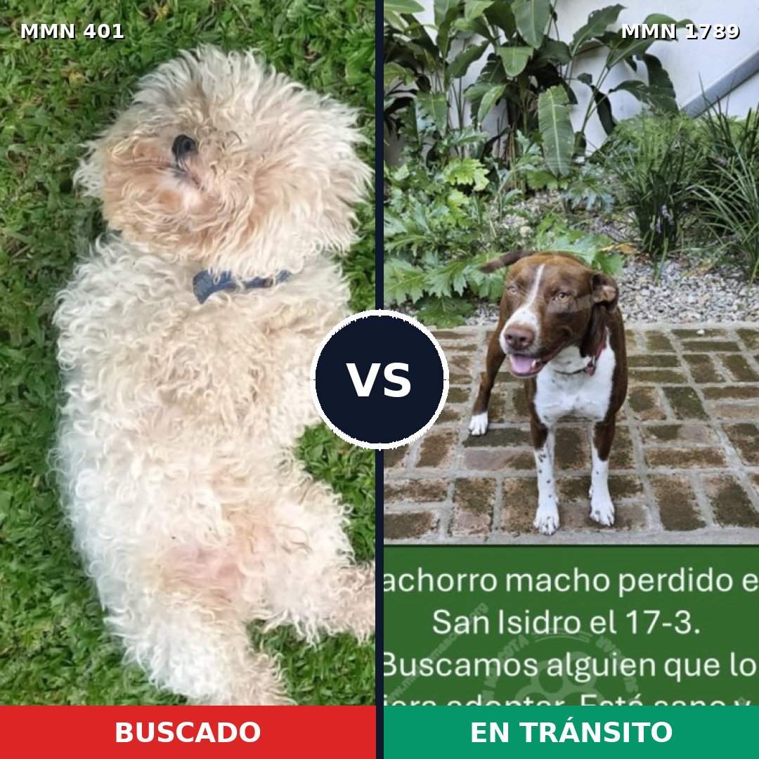 Comparativa MMS 39556: mascota perdida y mascota encontrada, 26% de similitud