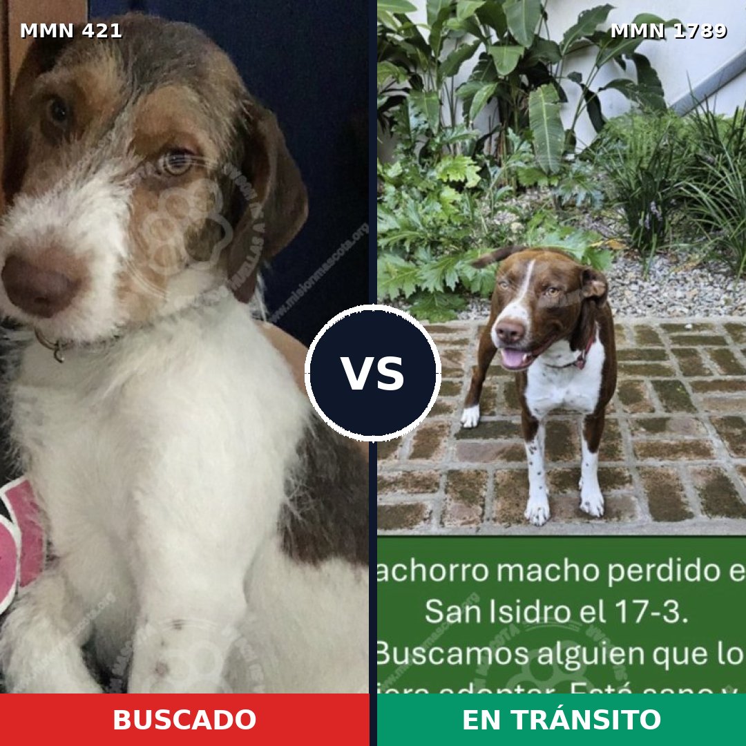 Comparativa MMS 39557: mascota perdida y mascota encontrada, 45% de similitud