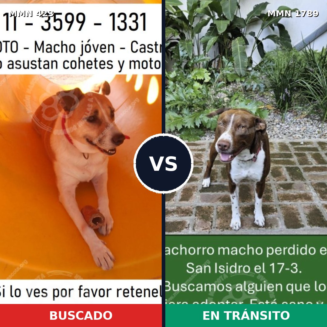 Comparativa MMS 39558: mascota perdida y mascota encontrada, 47% de similitud