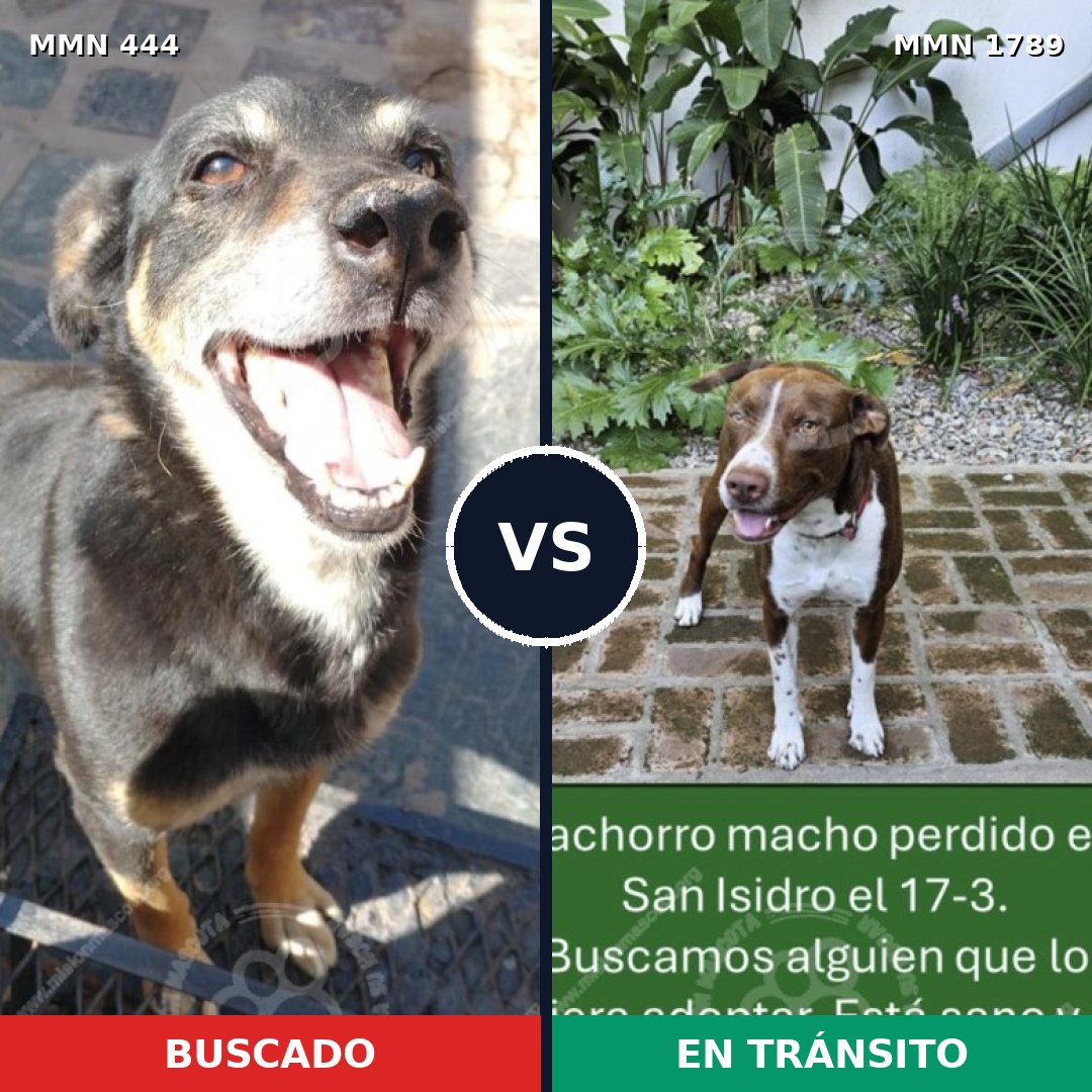 Comparativa MMS 39560: mascota perdida y mascota encontrada, 35% de similitud