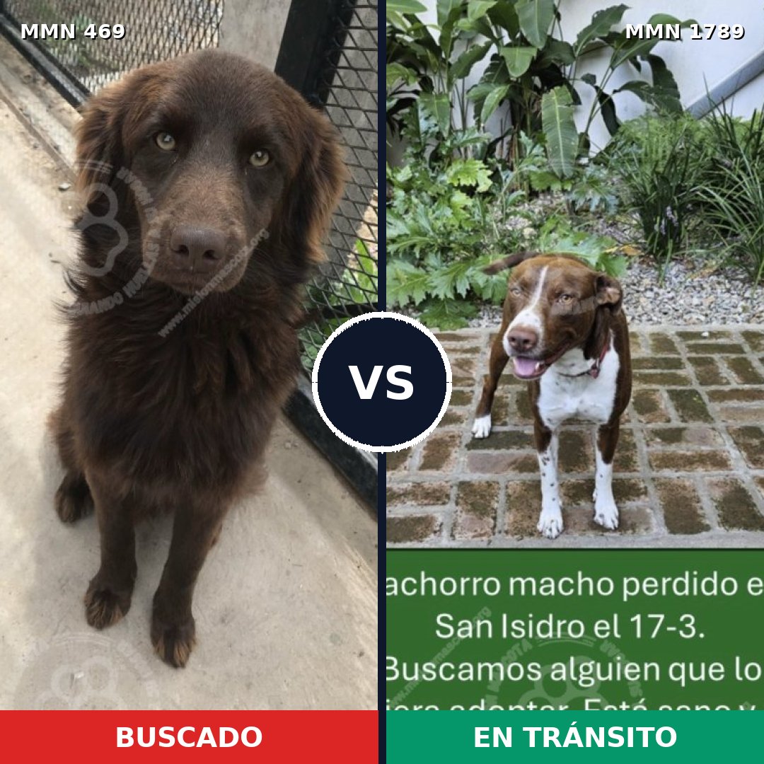 Comparativa MMS 39562: mascota perdida y mascota encontrada, 49% de similitud