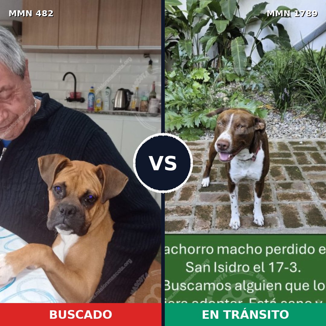 Comparativa MMS 39564: mascota perdida y mascota encontrada, 38% de similitud