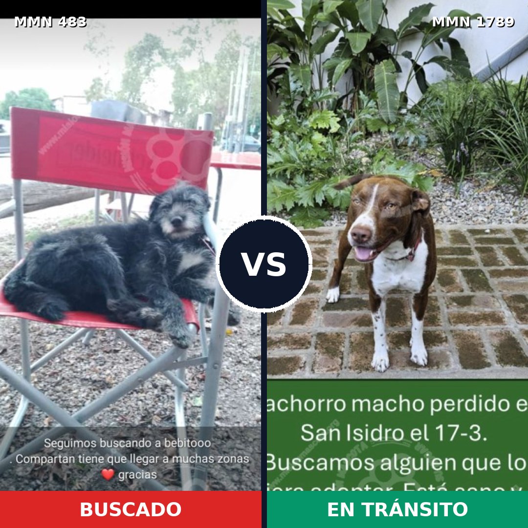 Comparativa MMS 39565: mascota perdida y mascota encontrada, 47% de similitud
