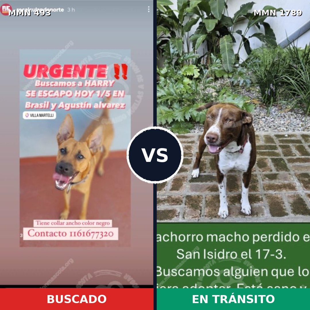 Comparativa MMS 39566: mascota perdida y mascota encontrada, 42% de similitud
