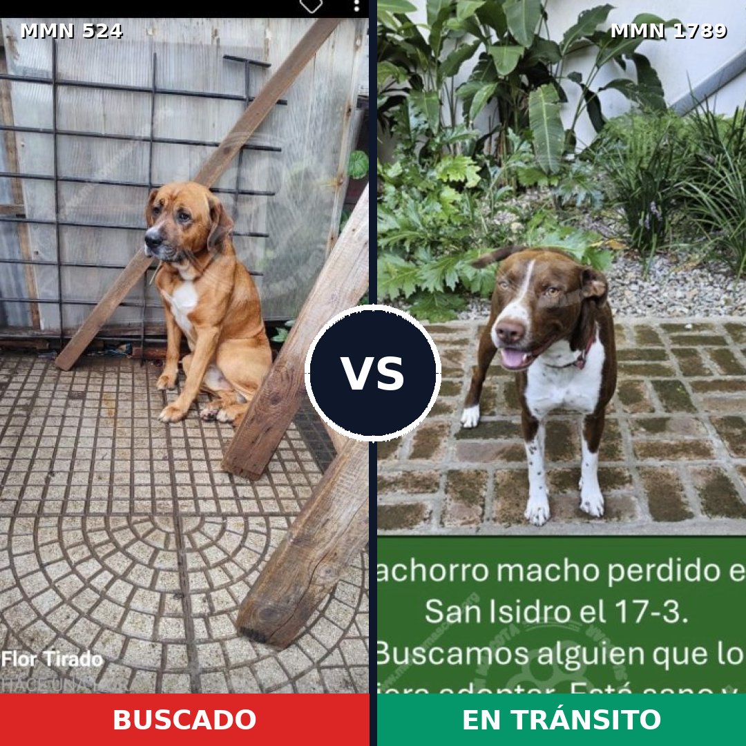 Comparativa MMS 39567: mascota perdida y mascota encontrada, 38% de similitud