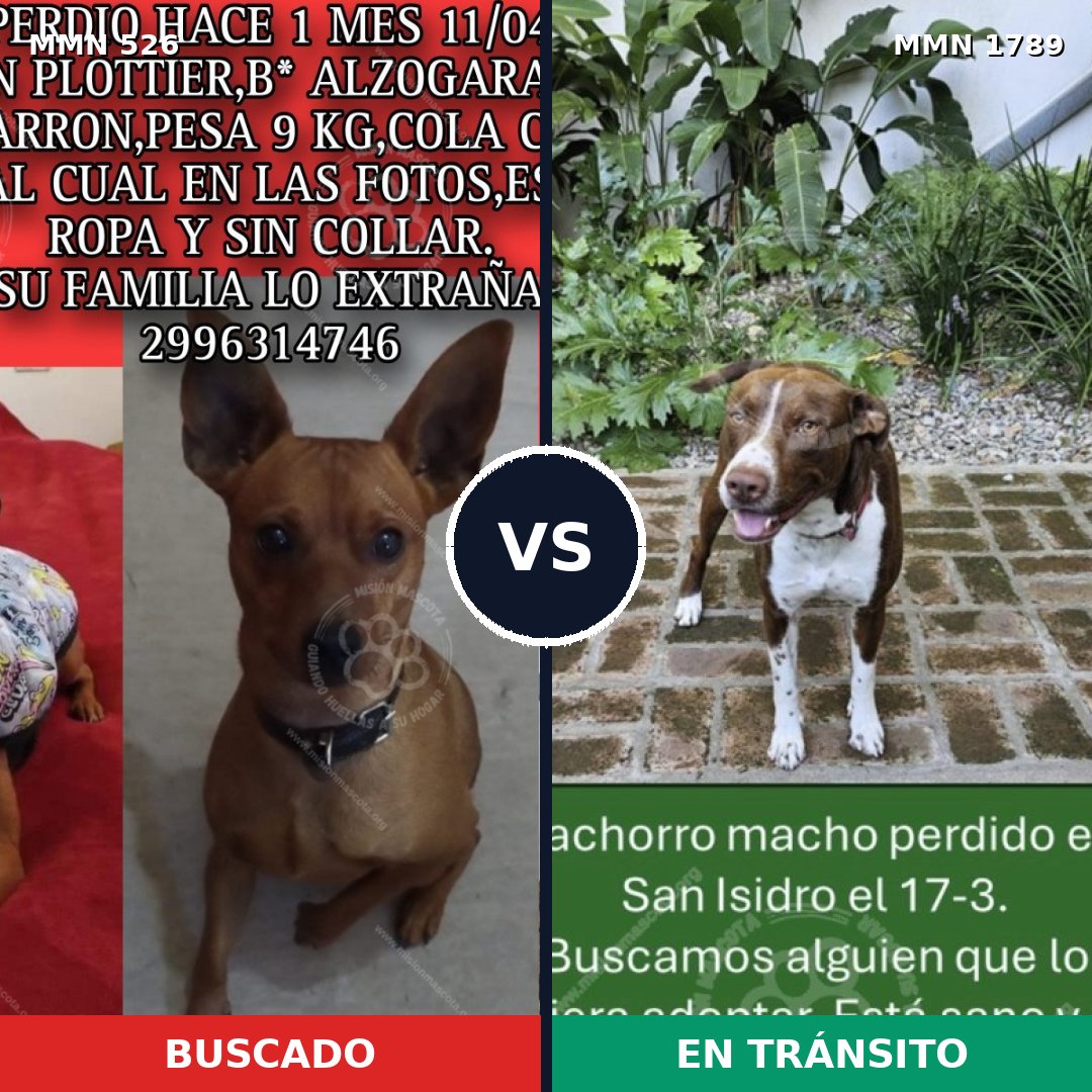 Comparativa MMS 39568: mascota perdida y mascota encontrada, 23% de similitud