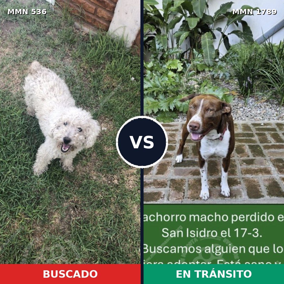 Comparativa MMS 39569: mascota perdida y mascota encontrada, 33% de similitud