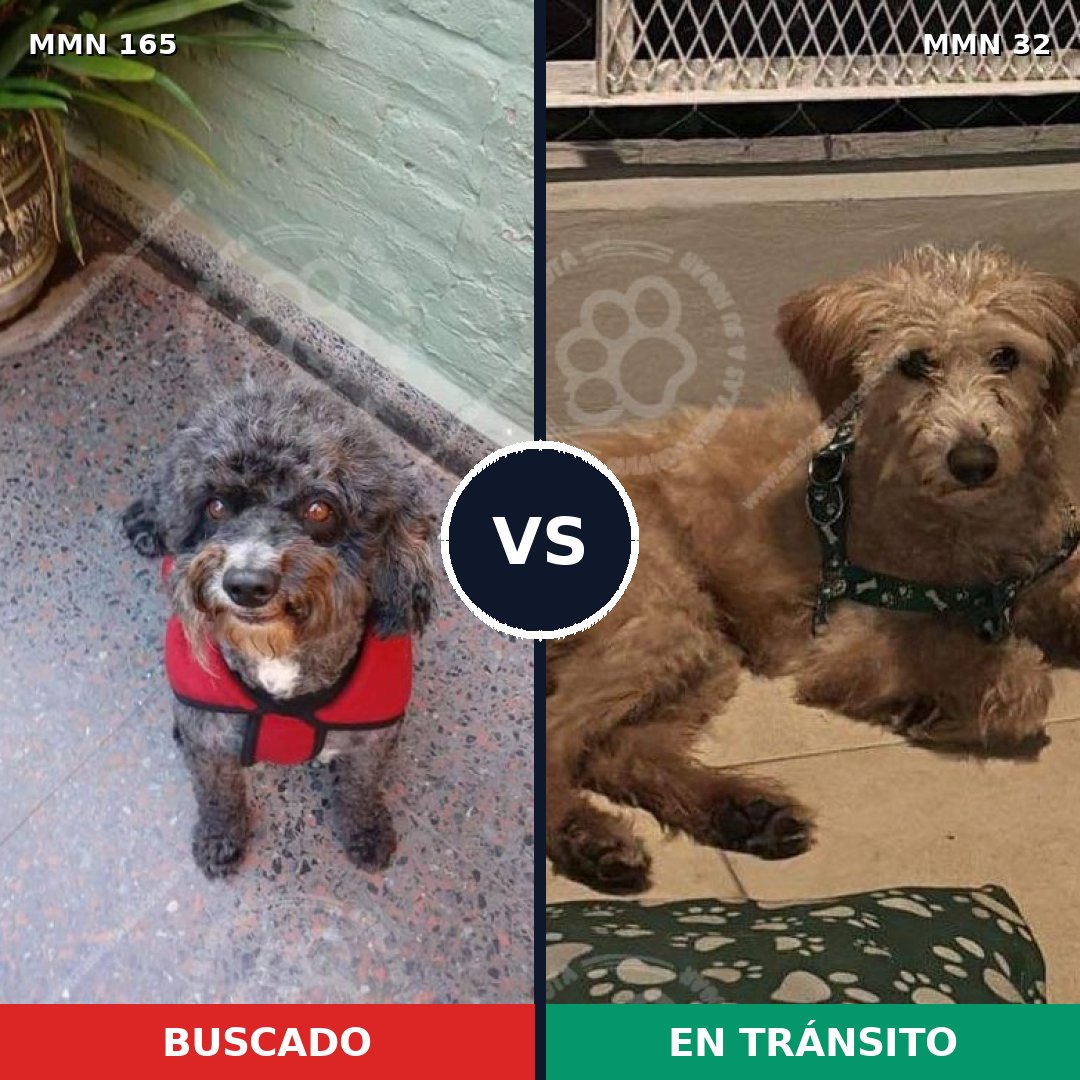 Comparativa MMS 3957: mascota perdida y mascota encontrada, 53% de similitud