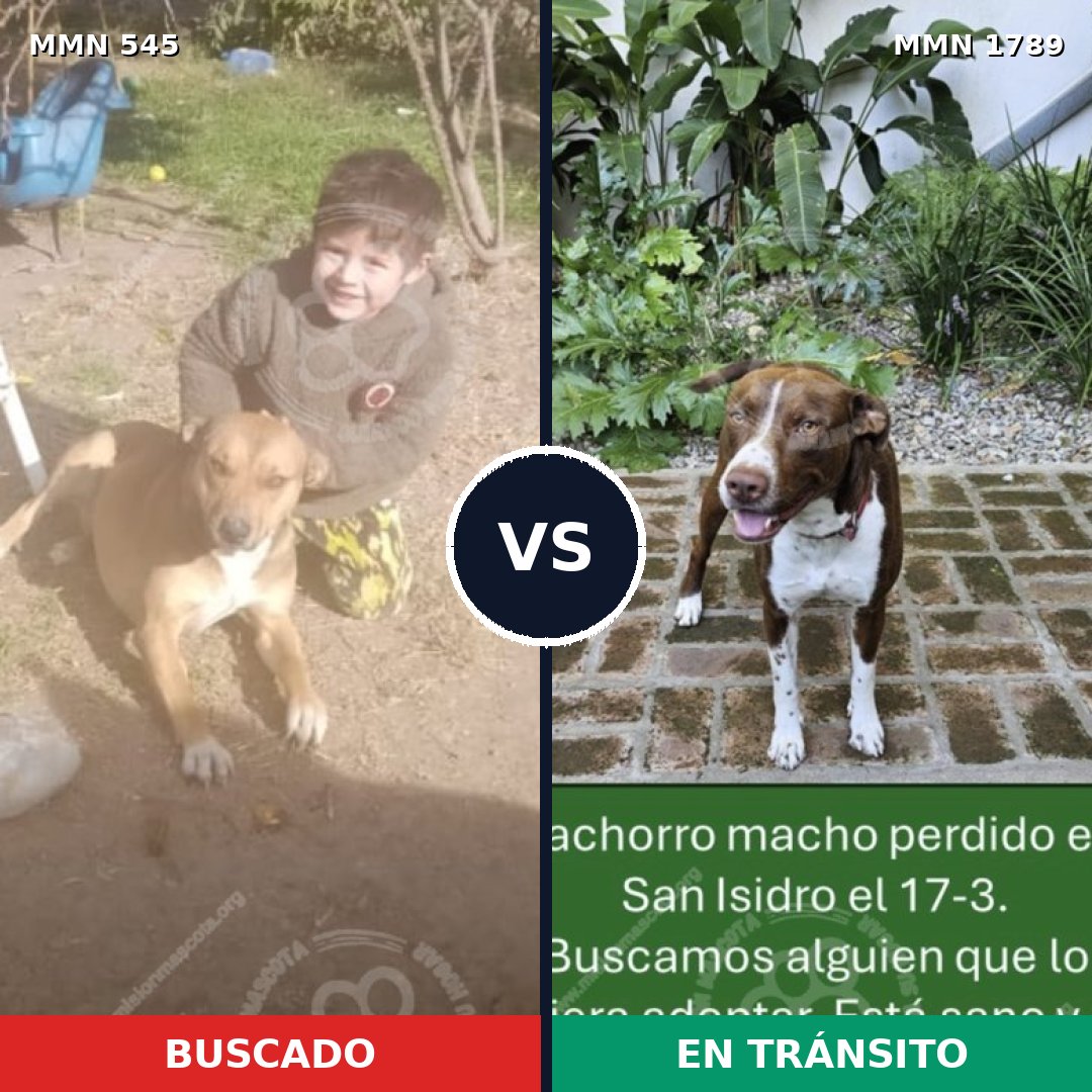 Comparativa MMS 39570: mascota perdida y mascota encontrada, 76% de similitud