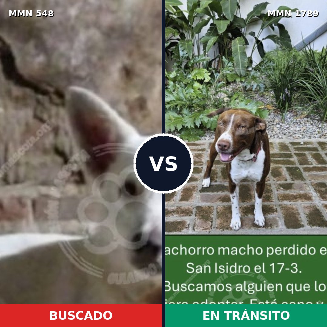 Comparativa MMS 39571: mascota perdida y mascota encontrada, 38% de similitud