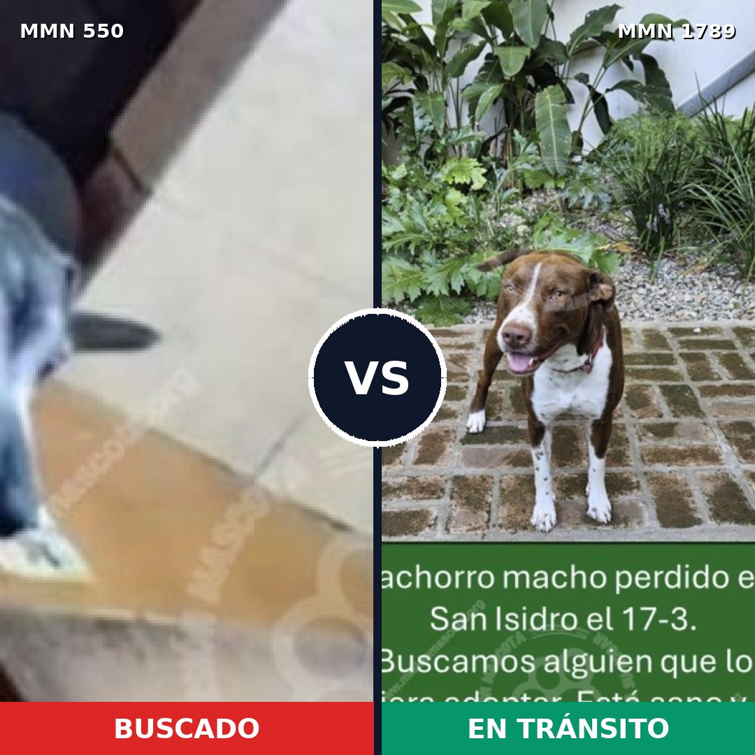 Comparativa MMS 39572: mascota perdida y mascota encontrada, 50% de similitud