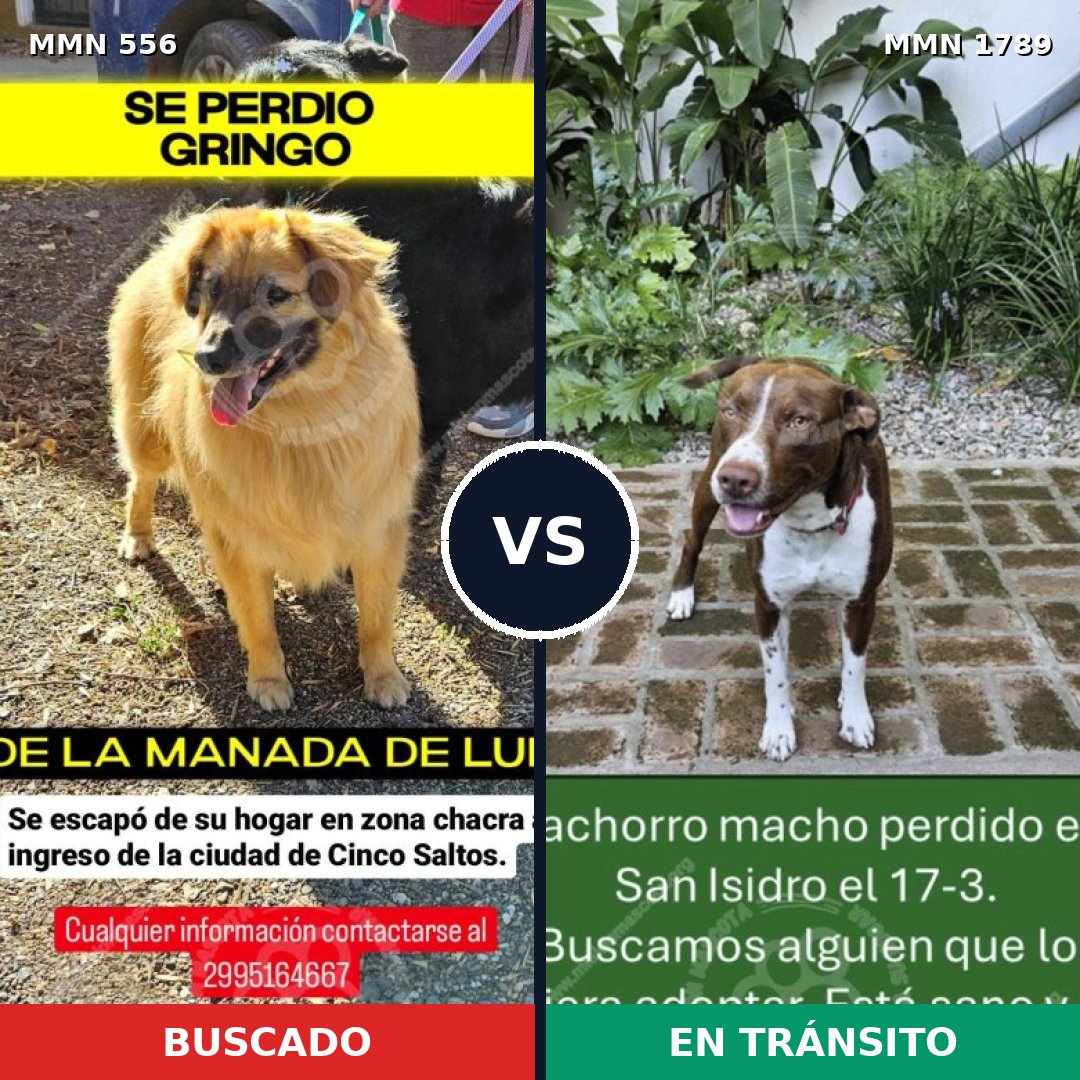 Comparativa MMS 39573: mascota perdida y mascota encontrada, 34% de similitud