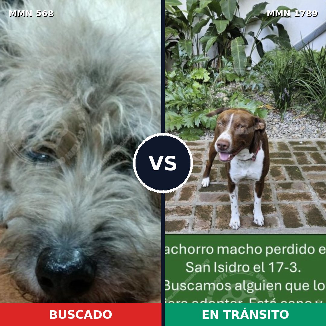 Comparativa MMS 39575: mascota perdida y mascota encontrada, 40% de similitud
