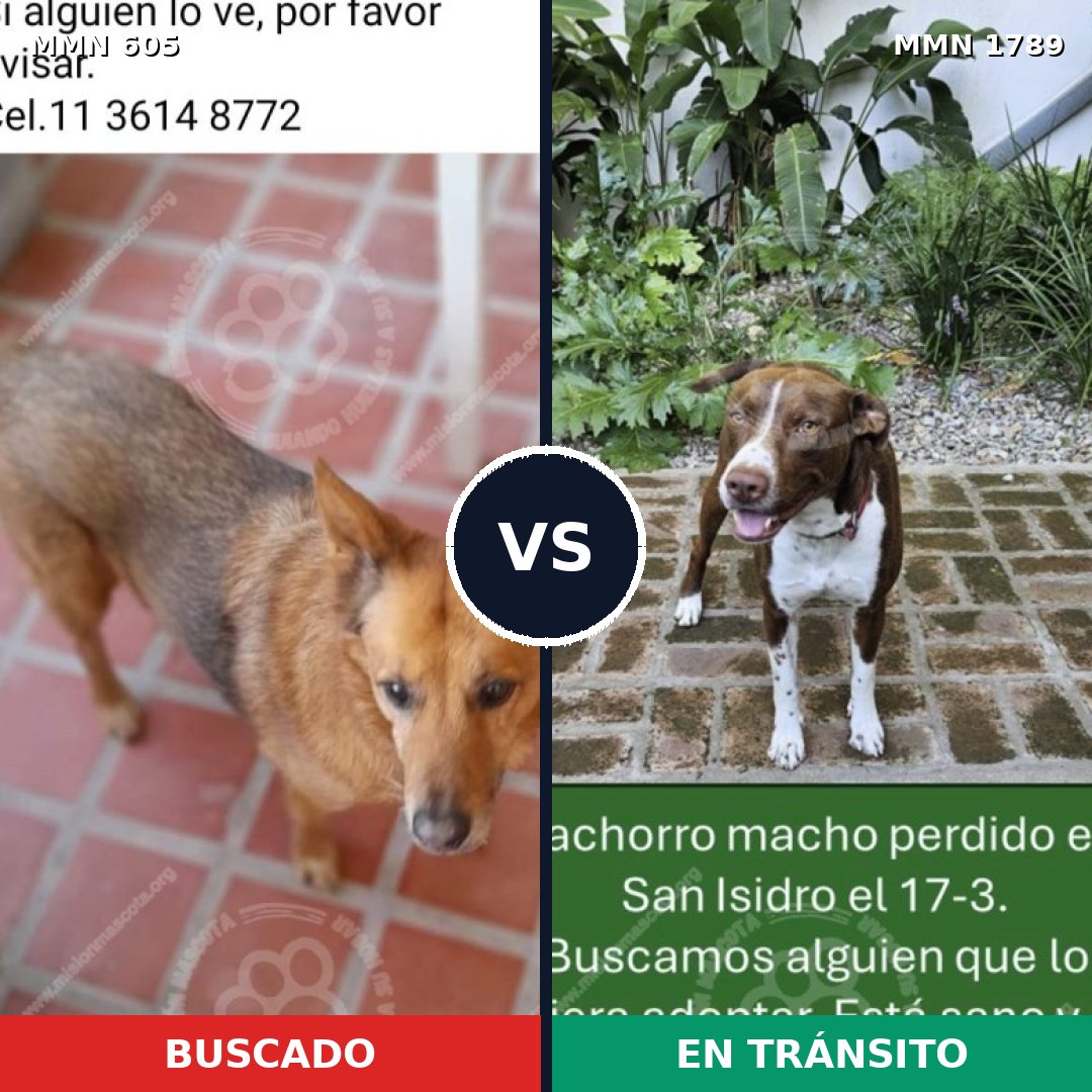 Comparativa MMS 39577: mascota perdida y mascota encontrada, 37% de similitud