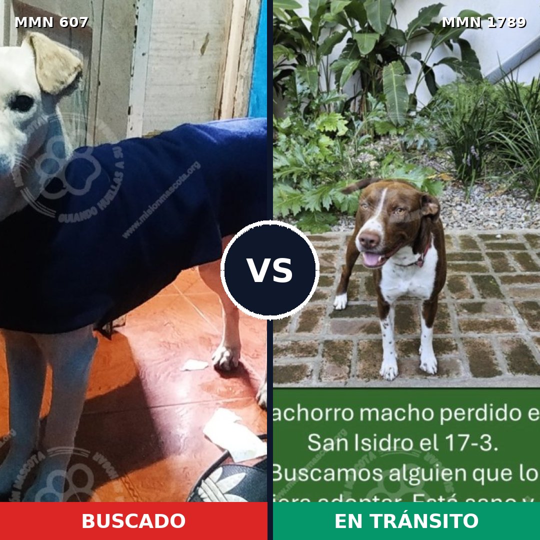 Comparativa MMS 39578: mascota perdida y mascota encontrada, 48% de similitud