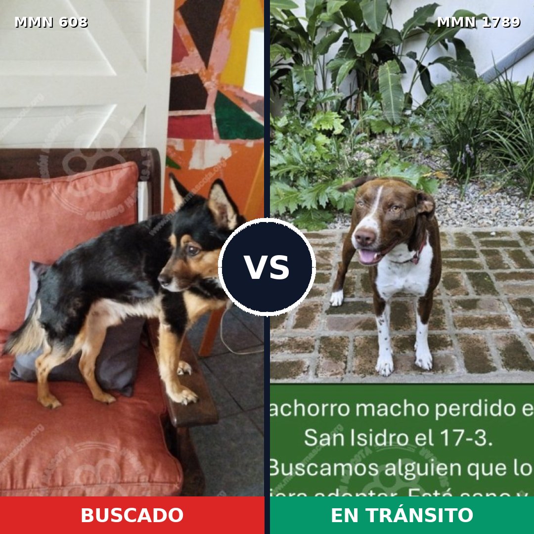 Comparativa MMS 39579: mascota perdida y mascota encontrada, 43% de similitud