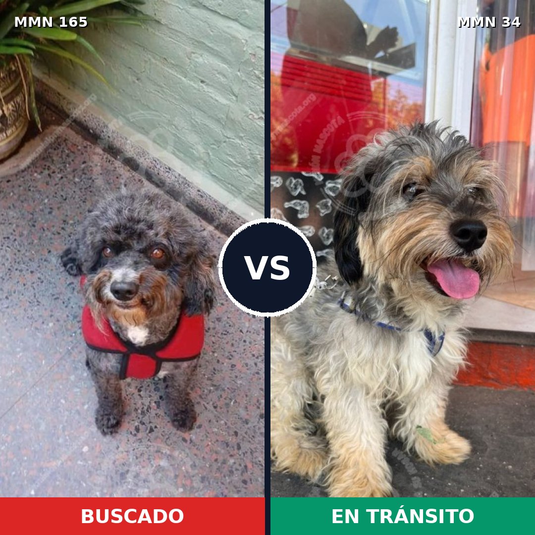Comparativa MMS 3958: mascota perdida y mascota encontrada, 32% de similitud