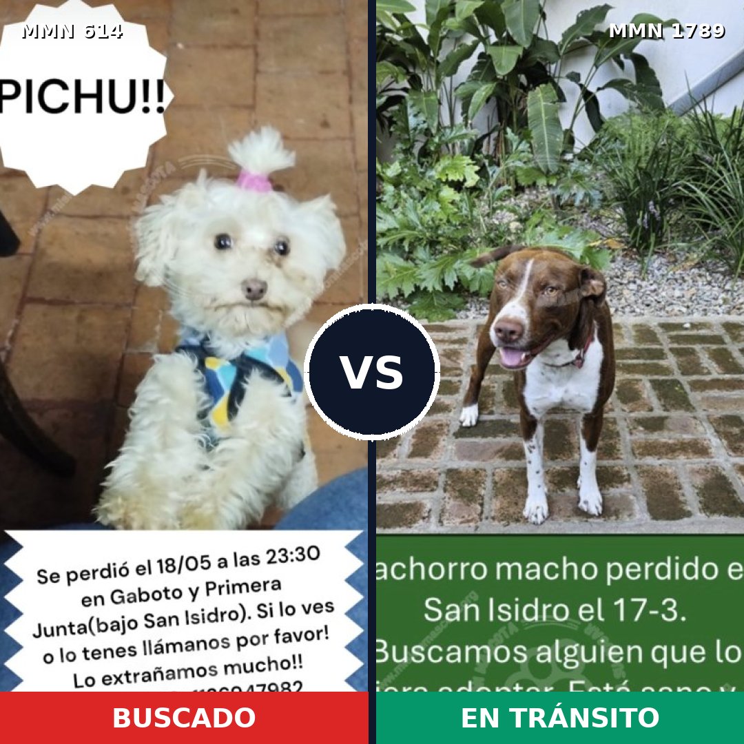 Comparativa MMS 39580: mascota perdida y mascota encontrada, 24% de similitud