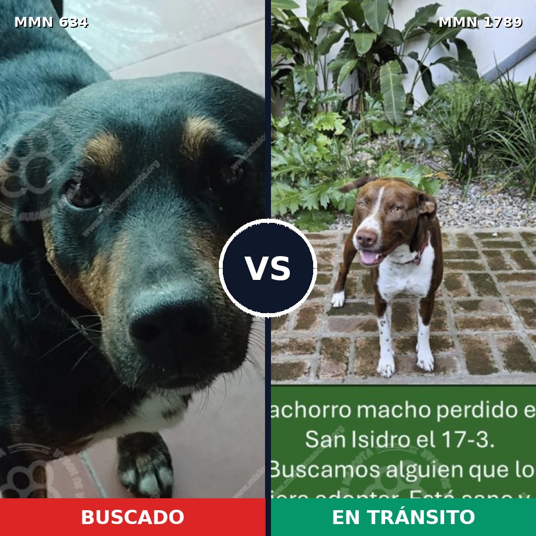 Comparativa MMS 39582: mascota perdida y mascota encontrada, 44% de similitud
