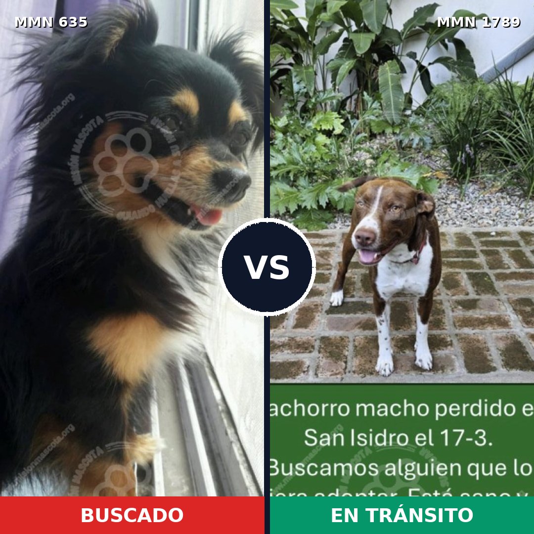 Comparativa MMS 39583: mascota perdida y mascota encontrada, 23% de similitud