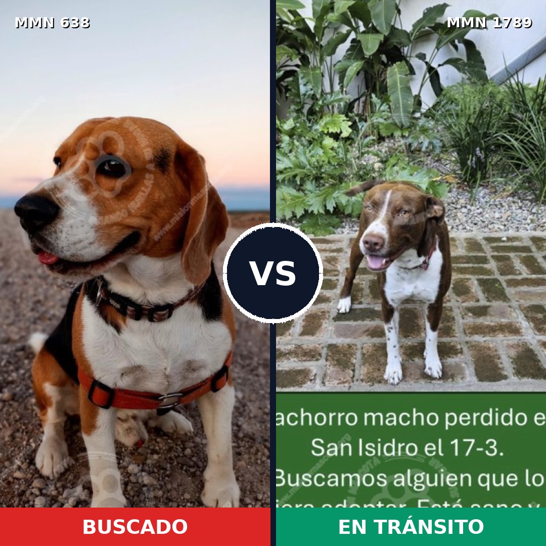 Comparativa MMS 39584: mascota perdida y mascota encontrada, 32% de similitud